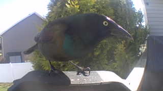 common grackle