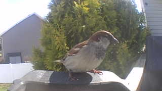 house sparrow