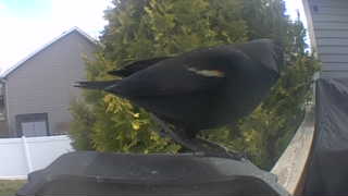 red-winged blackbird