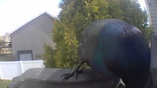 common grackle
