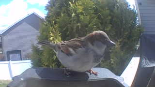 house sparrow