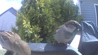 house sparrow