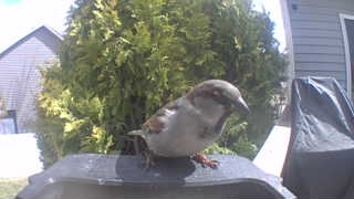 house sparrow