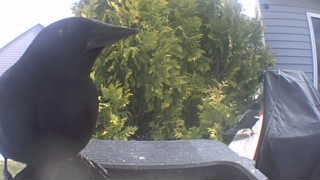 american crow