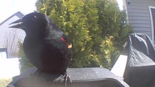 red-winged blackbird