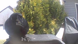 red-winged blackbird