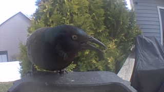 common grackle