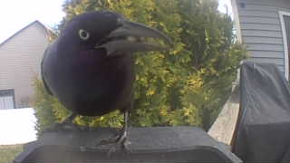 common grackle