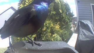 common grackle
