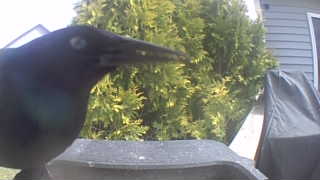 common grackle