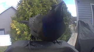 common grackle