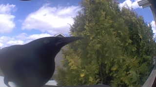 american crow