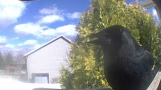 american crow