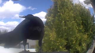 american crow