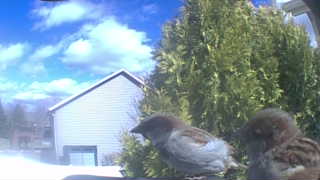 house sparrow