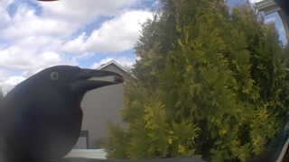 american crow