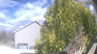 juvenile american robin