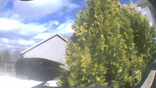 red-winged blackbird