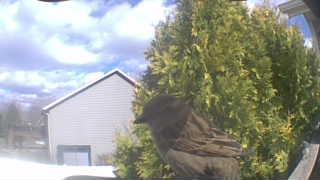 brown-headed cowbird