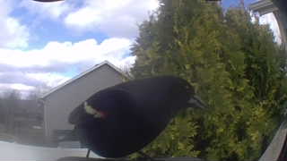 red-winged blackbird