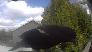 red-winged blackbird