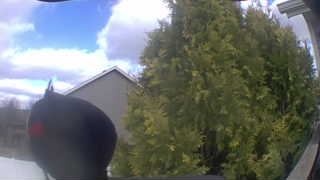 red-winged blackbird