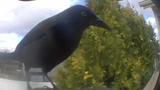 common grackle