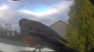 american robin