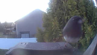 dark-eyed junco