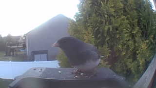 dark-eyed junco