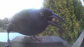 common grackle