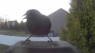 brewer's blackbird