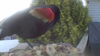 red-winged blackbird