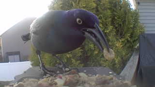 common grackle