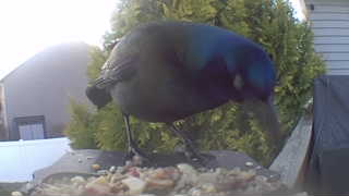 common grackle
