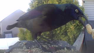 common grackle