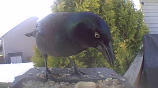 common grackle