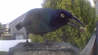 common grackle