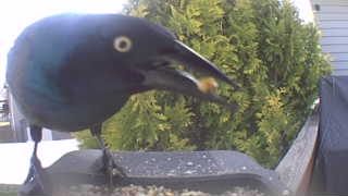 common grackle