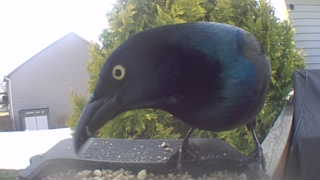 common grackle