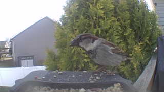 house sparrow