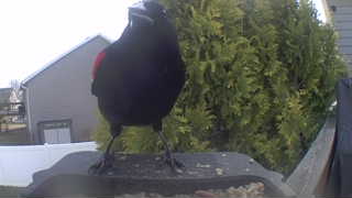 red-winged blackbird