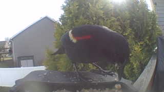 red-winged blackbird