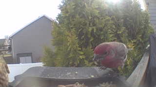 red-fronted kakariki