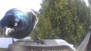 common grackle