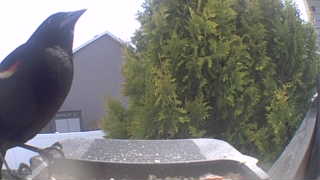 red-winged blackbird