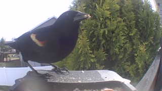 red-winged blackbird