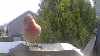 house finch