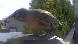 american robin