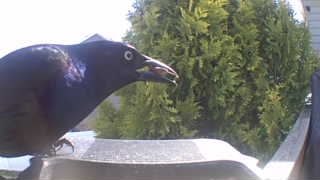 common grackle
